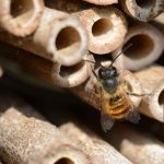 Abeille