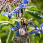 Fleurs mellifères