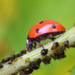 Coccinelle