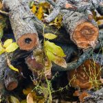 Tas de bois