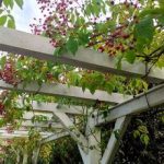 pergola végétalisée