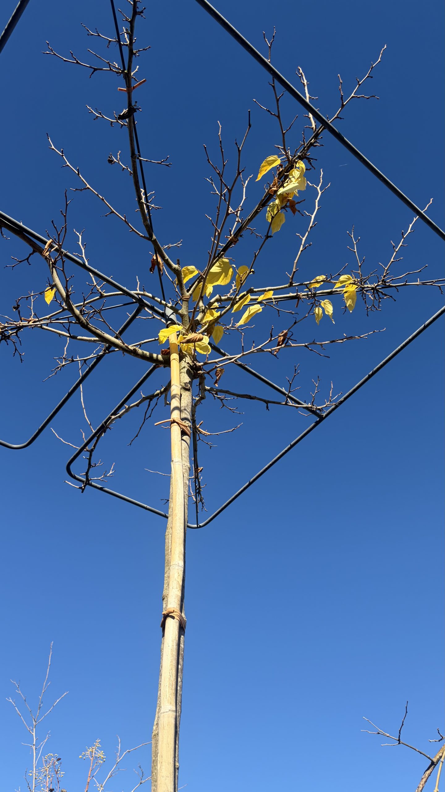 morus bombycis fruitless avant